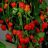 Red Jolokia Ghost Peppers Live Plant, 4 Inch Pot, 4-6" Tall