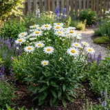 White Daisy Live Plant, Perennial Flower Plant, 3-5 Inch Tall, 3 Inch Pot