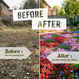 3500 Mix Creeping Thyme Seeds to Plant, Raised Bed Garden Seeds