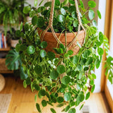 Money Plant Live, Pilea Peperomioides Houseplant, 2 Inch Pot