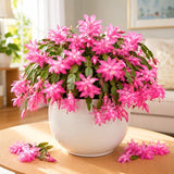 Pink Holiday Cactus Live Plant, Live Houseplant, 4-7 Inch Tall, 4 Inch Pot