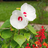 2 White Hibiscus Plants Live, 4-8 Inch Tall