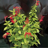 Pineapple Sage Salvia Live Plant in 4" Pot, 2 Plant Per Pot
