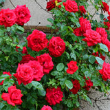 Miniature Rose Plant Live, 3-5 Inch Tall, 3 Inch Pot