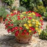 Ice Plant Succulent Live Plant, Ground Cover, 4-7 Inch Tall, 4 Inch Pot