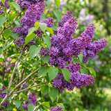 Purple Lilac Plant, 1 Gallon Pot, 6-10 in Tall, Fragrant Spring Blooms