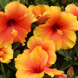Hibiscus Live Plant, 4-8 Inch Tall