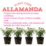 4 Dwarf Allamanda Live Plants, Ornamental Flower Vine, 4-7 Inch Tall