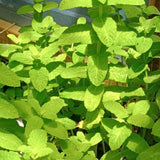 Apple Mint Live Plant, 3–5 Inch Tall