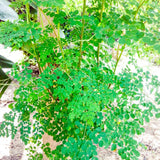 Moringa Tree Live Plant, Fast Growing Herb Tree, 4-7 Inch Tall, 4 Inch Pot