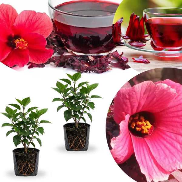 2 Cranberry Hibiscus Plants Live, Hardy Perennial Flower, 4-6 Inch Tall