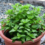 6 Mojito Mint Live Plants, Fragrant Culinary Herb, 3-6 Inch Tall