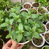Lemon Mint Live Plant, 3–5 Inch Tall