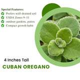 2 Green Cuban Oregano Live Plants, Patio Container Herb