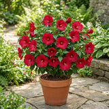2 Red Hibiscus Bushes Live Plants, Vibrant Bloom Plant, 5-7 Inch Tall