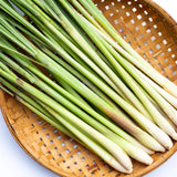 2 Lemon Grass Live Plants, Culinary Garden Herb, 4-7 Inch Tall