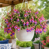 Blue Fuchsia Plant Live, Flower Plant, 4-8 Inch Tall, 5 Inch Pot