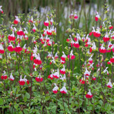 4 Red and White Sage Live Plants, Salvia Plants, Outdoor Garden Plant, 4-6 Inch Tall