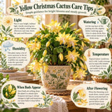 Yellow Christmas Cactus Live Plant, 3 Inch Pot, 2 Plants Per Pot