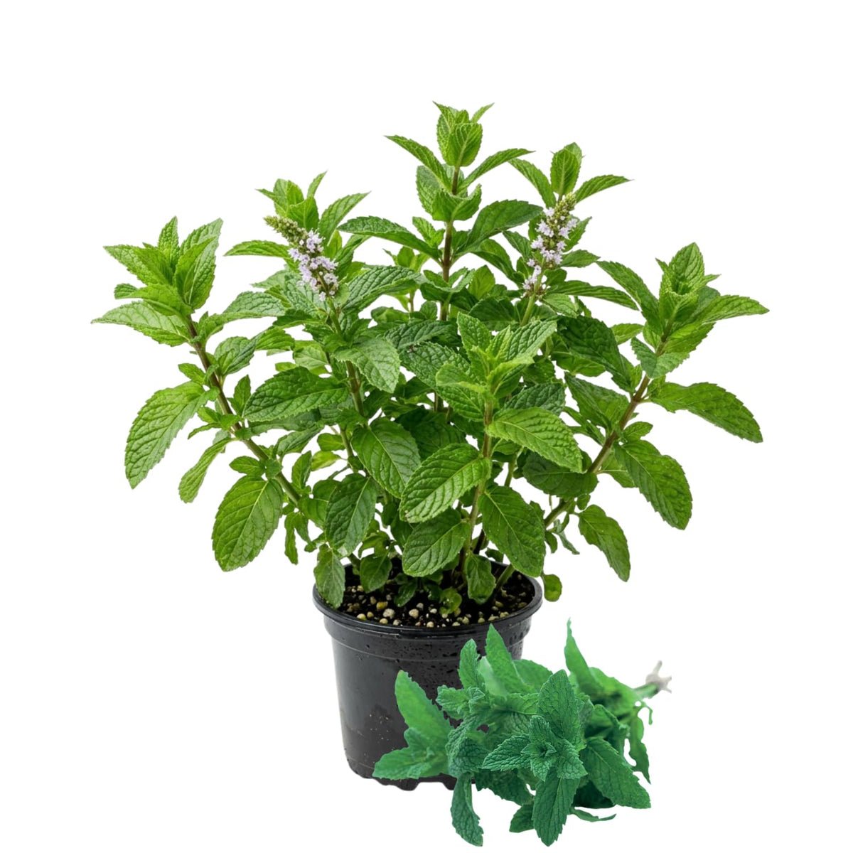 Mojito Mint Plant Live, Indoor Outdoor Herb Plant, 3-5 Inch Tall
