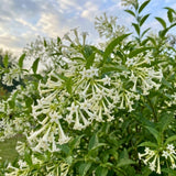 Night Blooming Jasmine Plant Live 4-6" Tall