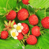 2 Red Strawberry Live Plants, Berry Plant, 3-5 Inch Tall, 3 Inch Pot