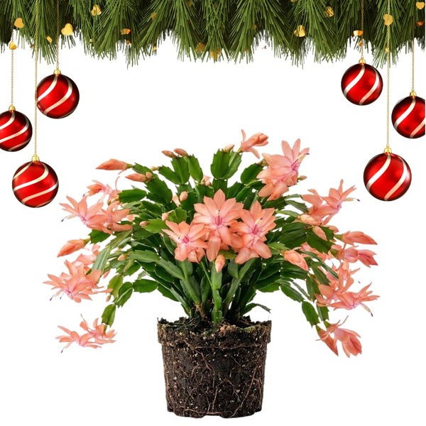 Salmon Christmas Cactus Plant Live, Holiday Cactus, 4-6 Inch Tall