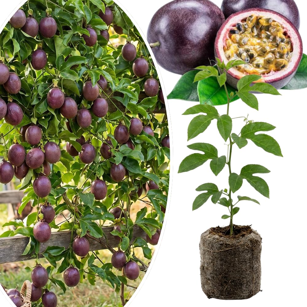 Purple Passionfruit Plant Live, Passion Fruit Vine Plant, 4-6'' Tall