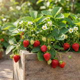 2 Red Strawberry Plants Live, Berry Plant, 3-5 Inch Tall, 3 Inch Pot