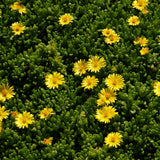 Yellow Ice Plant Succulent Live Plant, Ground Cover, 4 Inch Pot