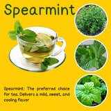 6 Spearmint Herb Live Plants, Herb Plant, 3-6 Inch Tall