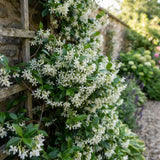 White Jasmine Plant Live, Indoor Outdoor Flower Plant, 4-7 Inch Tall