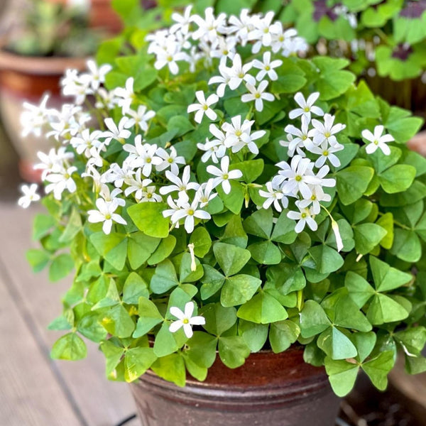 Green Shamrock Oxalis Live Plant, Indoor Decor Plant, 3.5 Inch Pot