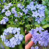 2 Blue Plumbago Live Plants, Flower Plant, 4-6 Inch Tall