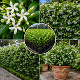 Star Jasmine Live Plant, Well-Rooted Flower Plant, 4-6 Inch Tall