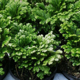 White Green Fern Live Plant in 2 Inch Pot