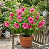 2 Pink Hibiscus Flower Live Plants, Flower Plant, 7-9 Inch Tall