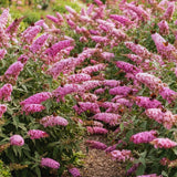 2 Pink Butterfly Bushes Live Plants, Fragrant Bloom Bush, 5-7 Inch Tall