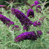 Black Purple Buddleia Live Plant 4-8" Tall
