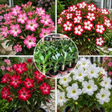 Pack 2 Mix Desert Rose Plants, 3-5" Tall, 2" Pot