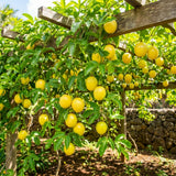 Yellow Passionfruit Plant Live, Passion Fruit Vine Plant, 4-6'' Tall