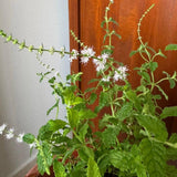 Strawberry Mint Live Plant, 3–5 Inch Tall