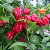 Red Habanero Pepper Plant Live 3-6 Inch Tall, 2 Plant Per Pot