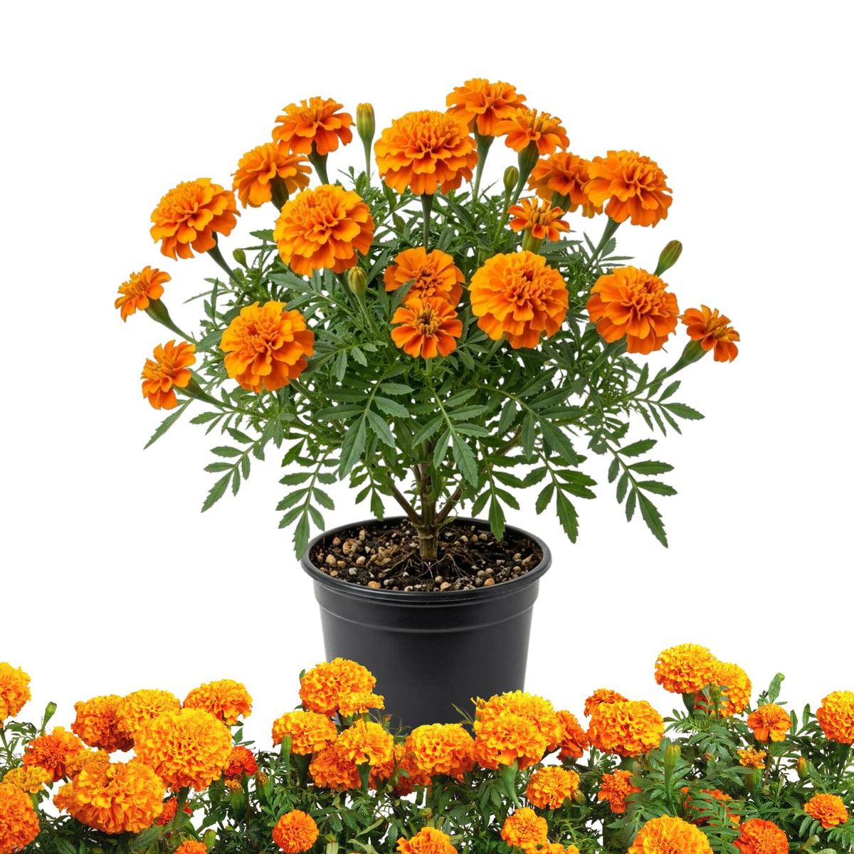 Orange African Marigold Live Plant, 5-7 Inch Tall, 4 Inch Pot