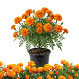 Orange African Marigold Live Plant, 5-7 Inch Tall, 4 Inch Pot