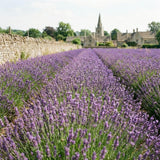 Set of 2 English Lavender Live Plants