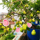 Pink Guava Live Plant, Starter Fruit Plant, 8-10 Inch Tall