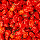 Red Habanero Pepper Plant Live, Hot Pepper Plant, 4-6 Inch Tall, 4 Inch Pot