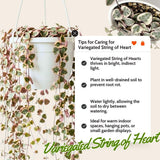 Variegated String of Heart Plant, 2" Pot