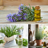 2 Rosemary Plants, Outdoor Garden Herb Plant, 4-6 Inch Tall, 4 Inch Pot